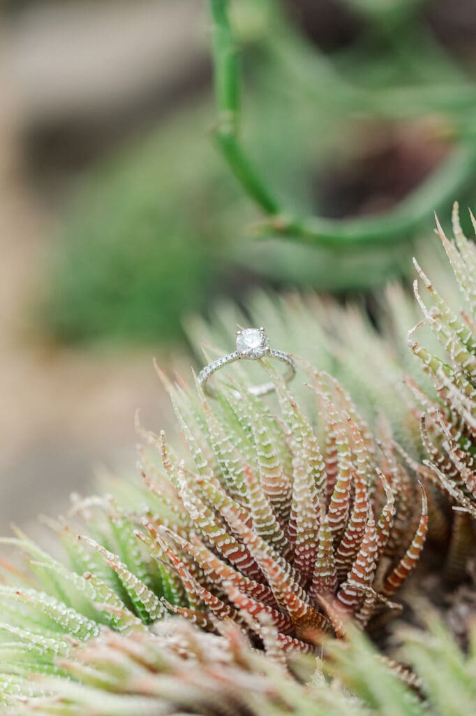 An engagement ring propped onto a cactus to capture a close up during the couple's engagement session